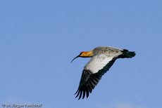 Schwarzzügelibis (15 von 15).jpg